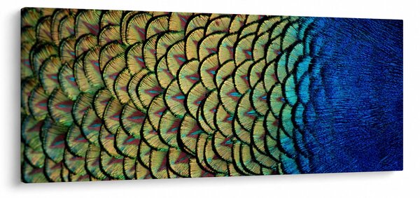 Obraz - Pávie perie (120x50 cm)
