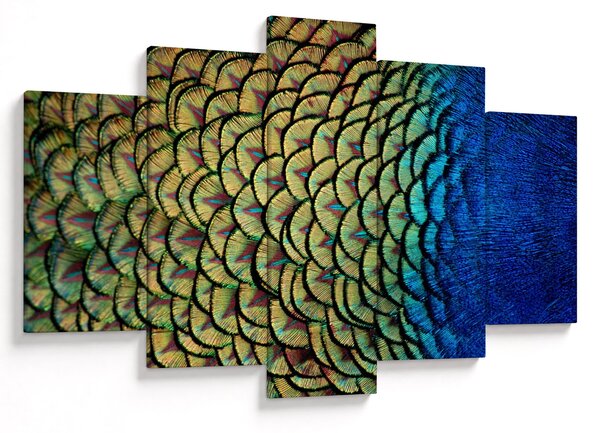 Obraz - Pávie perie (150x105 cm)