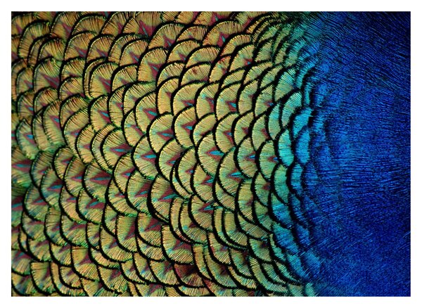 Obraz - Pávie perie (70x50 cm)