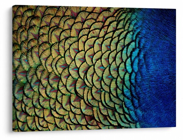 Obraz - Pávie perie (70x50 cm)