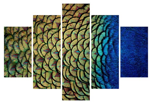 Obraz - Pávie perie (150x105 cm)