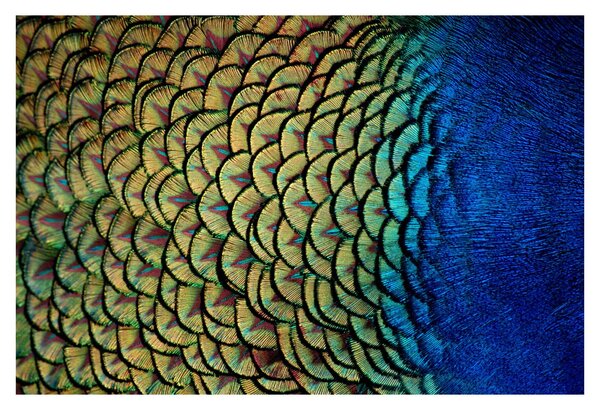 Obraz - Pávie perie (90x60 cm)