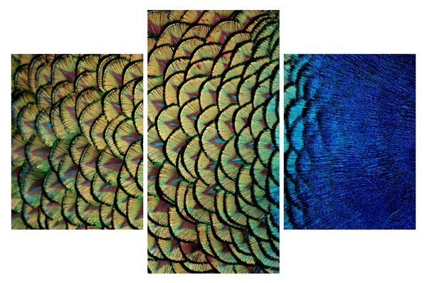 Obraz - Pávie perie (90x60 cm)