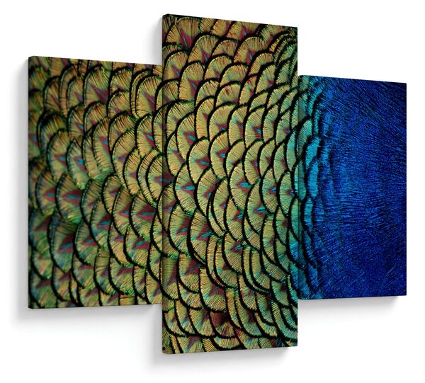 Obraz - Pávie perie (90x60 cm)