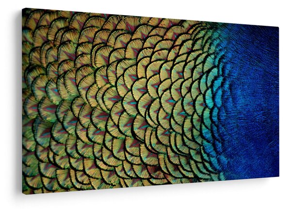 Obraz - Pávie perie (90x60 cm)