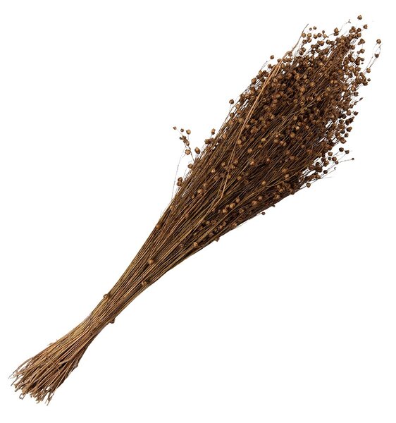 Béžová kytica sušený ľan - 60 cm (100 gr) - Clayre & Eef