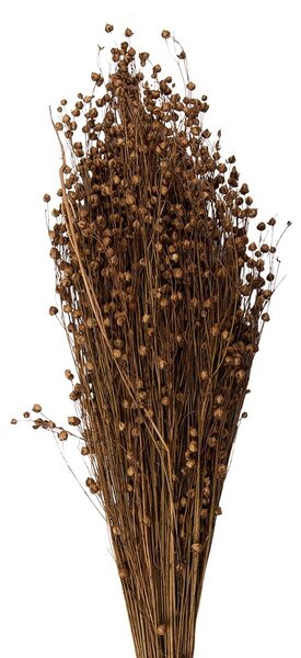 Béžová kytica sušený ľan - 60 cm (100 gr) - Clayre & Eef