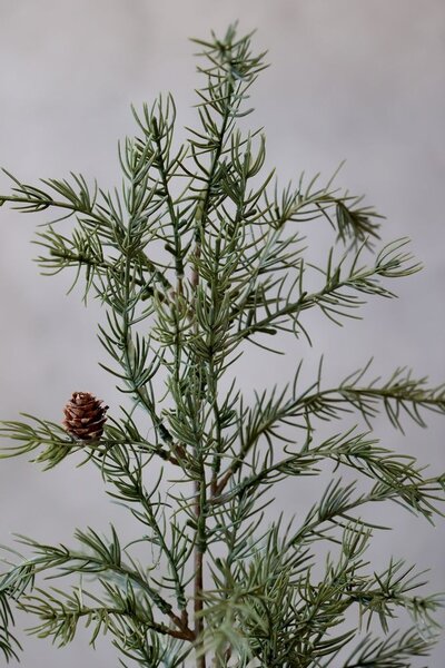 Zelený vianočný borovicový stromček v kvetináči so svetielkami Pine Tree - 120 cm - Chic Antique