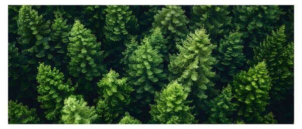 Obraz - Les (120x50 cm)
