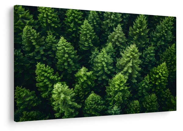 Obraz - Les (90x60 cm)