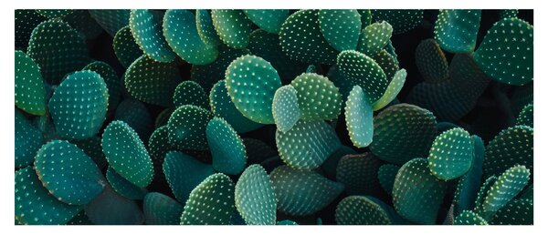 Obraz - Opuncie (120x50 cm)