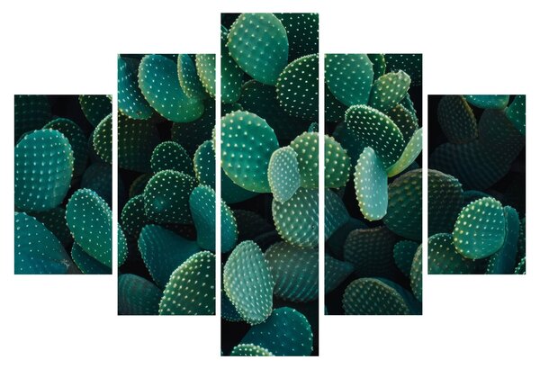 Obraz - Opuncie (150x105 cm)