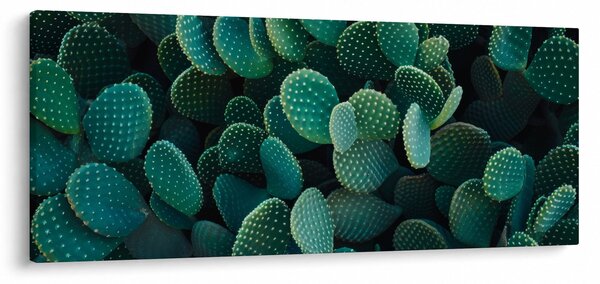 Obraz - Opuncie (120x50 cm)
