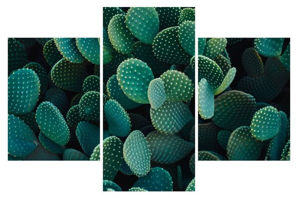 Obraz - Opuncie (90x60 cm)