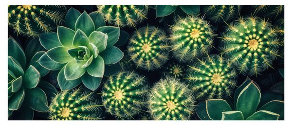 Obraz - Kaktusy (120x50 cm)