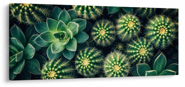 Obraz - Kaktusy (120x50 cm)