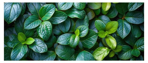 Obraz - Zelené rastliny (120x50 cm)