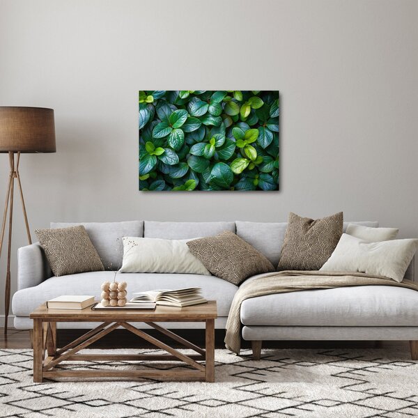 Obraz - Zelené rastliny (70x50 cm)