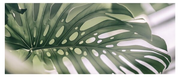 Obraz - List monštier (120x50 cm)