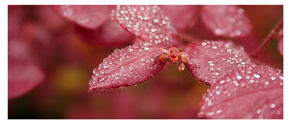 Obraz - Makro snímka lístka (120x50 cm)