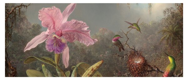 Obraz - Martin Johnson Heade, Cattleya Orchid and Three Hummingbirds, reprodukcia (120x50 cm)