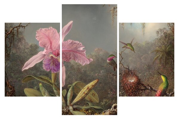Obraz - Martin Johnson Heade, Cattleya Orchid and Three Hummingbirds, reprodukcia (90x60 cm)