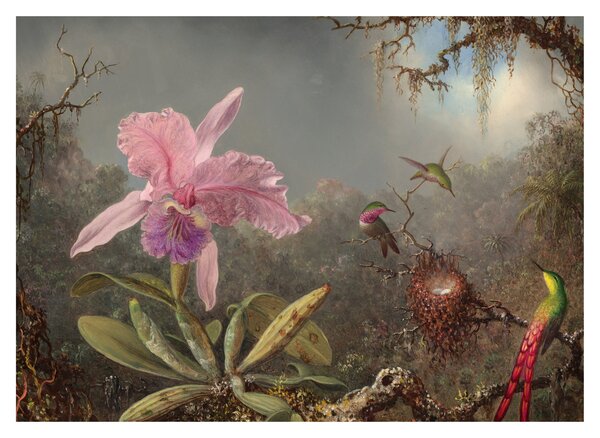 Obraz - Martin Johnson Heade, Cattleya Orchid and Three Hummingbirds, reprodukcia (70x50 cm)
