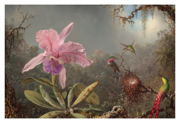 Obraz - Martin Johnson Heade, Cattleya Orchid and Three Hummingbirds, reprodukcia (90x60 cm)