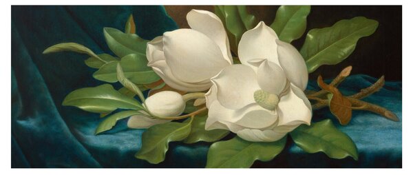 Obraz - Martin Johnson Heade, Giant Magnolias on a Blue Velvet Cloth, reprodukcia (120x50 cm)