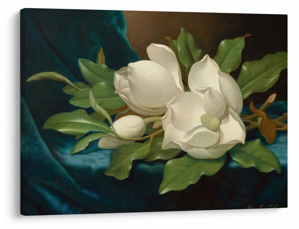 Obraz - Martin Johnson Heade, Giant Magnolias on a Blue Velvet Cloth, reprodukcia (70x50 cm)