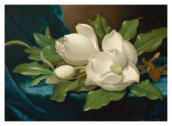 Obraz - Martin Johnson Heade, Giant Magnolias on a Blue Velvet Cloth, reprodukcia (70x50 cm)