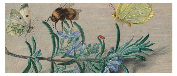 Obraz - Jan van Kessel the Elder, Insects and a Sprig of Rosemary, reprodukcia (120x50 cm)