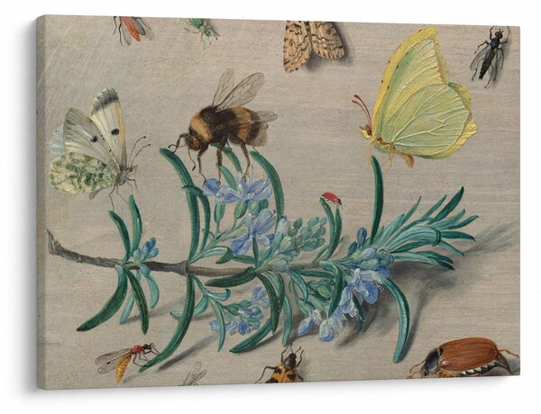 Obraz - Jan van Kessel the Elder, Insects and a Sprig of Rosemary, reprodukcia (70x50 cm)