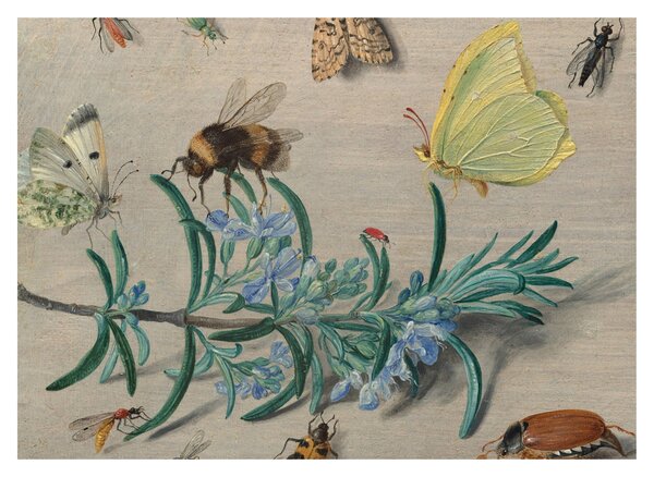 Obraz - Jan van Kessel the Elder, Insects and a Sprig of Rosemary, reprodukcia (70x50 cm)