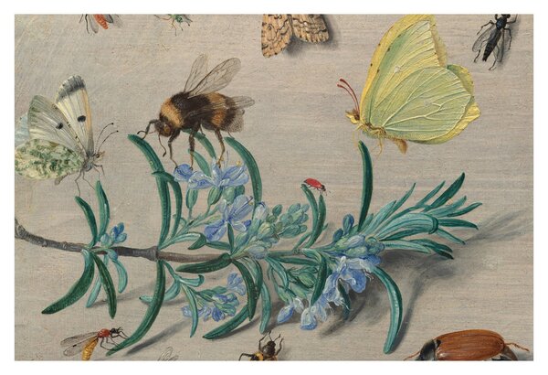 Obraz - Jan van Kessel the Elder, Insects and a Sprig of Rosemary, reprodukcia (90x60 cm)
