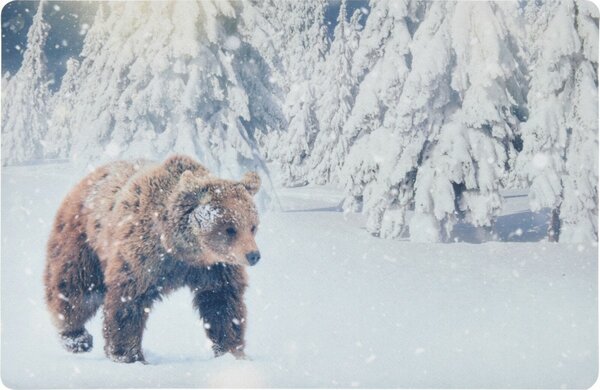 Rohožka Medveď, 38 x 58 cm