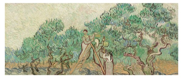 Obraz - Vincent van Gogh, The Olive Orchard, reprodukcia (120x50 cm)