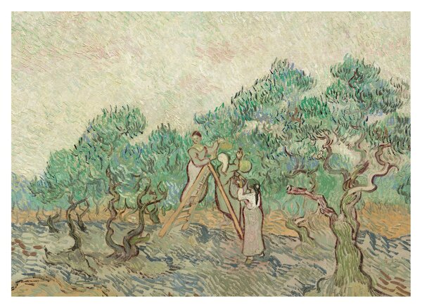 Obraz - Vincent van Gogh, The Olive Orchard, reprodukcia (70x50 cm)