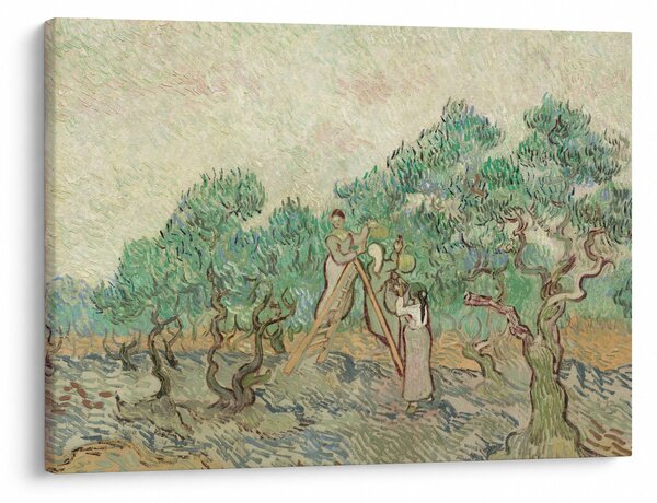 Obraz - Vincent van Gogh, The Olive Orchard, reprodukcia (70x50 cm)