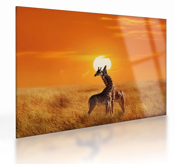 Sklenený obraz - Žirafy v národnom parku Serengeti (70x50 cm)