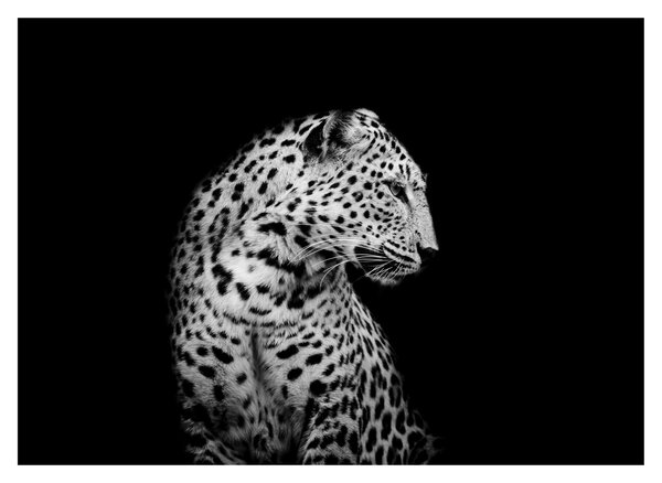 Sklenený obraz - Leopard (70x50 cm)
