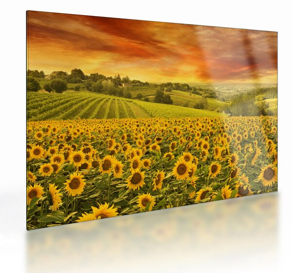 Sklenený obraz - Slnečnicové pole (70x50 cm)