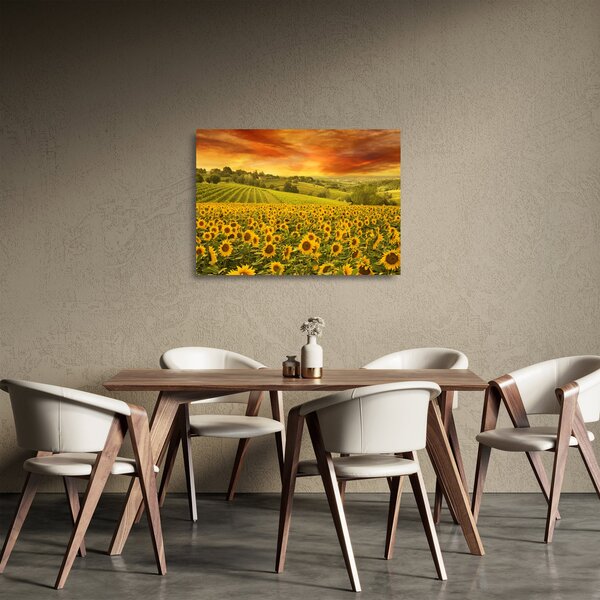 Sklenený obraz - Slnečnicové pole (70x50 cm)
