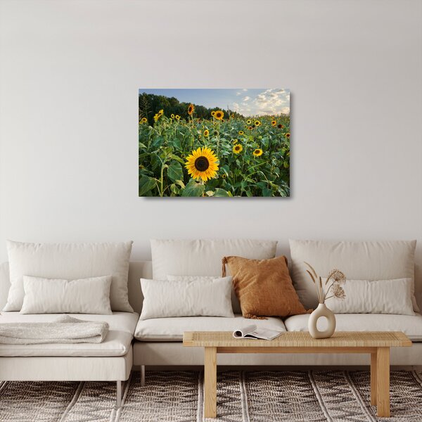 Sklenený obraz - Slnečnicové pole II. (70x50 cm)