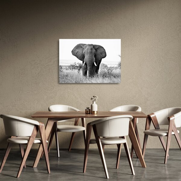 Sklenený obraz - Slon africký II. (70x50 cm)