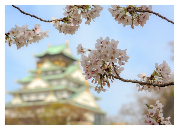 Sklenený obraz - Sakura (70x50 cm)