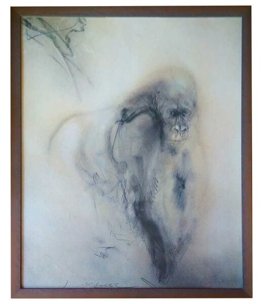 - gorila | 51.2x61.2