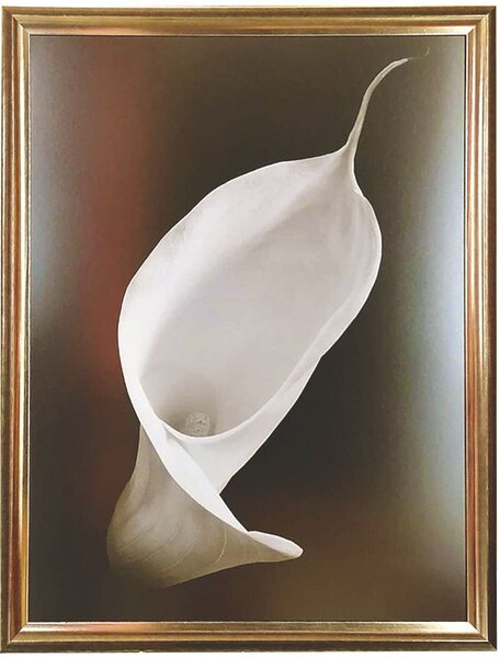 - Calla I | 67.4x87.4