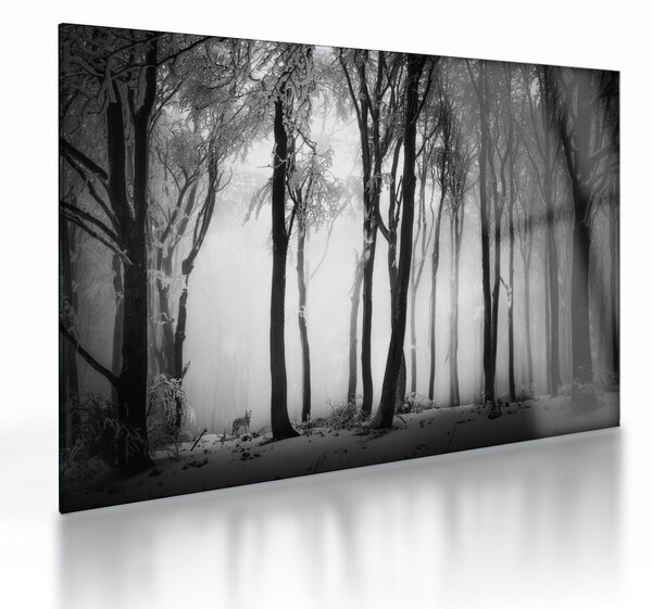 Sklenený obraz - Vlk v temnom lese (70x50 cm)
