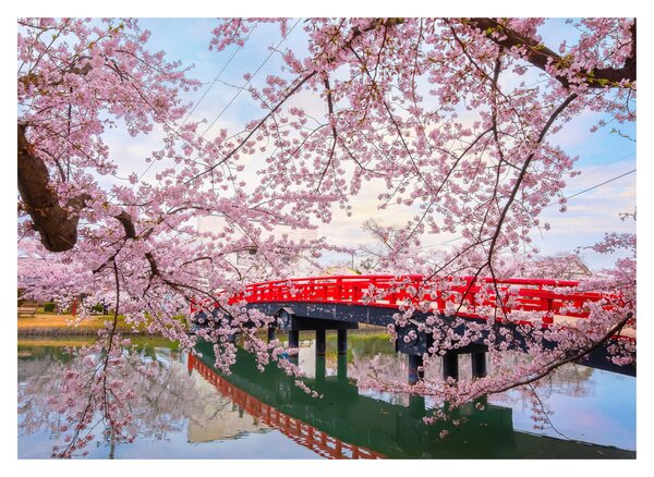 Sklenený obraz - Hirosaki, Japonsko (70x50 cm)